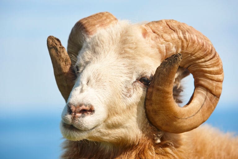 aries-signo-del-zodiaco-fuego