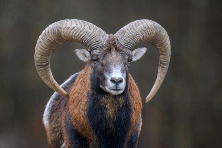 capricornio-signo-del-zodiaco-tierra