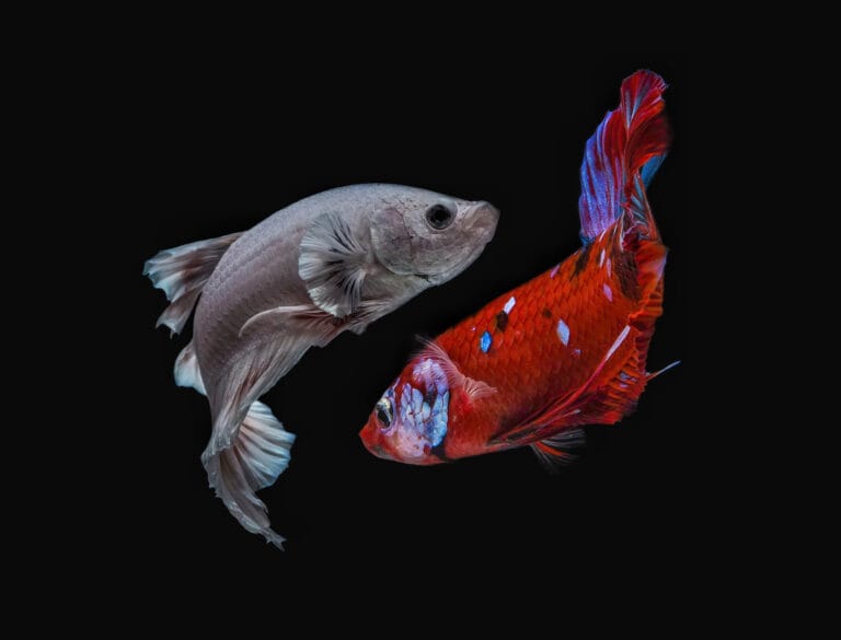 piscis-signo-del-zodiaco-agua